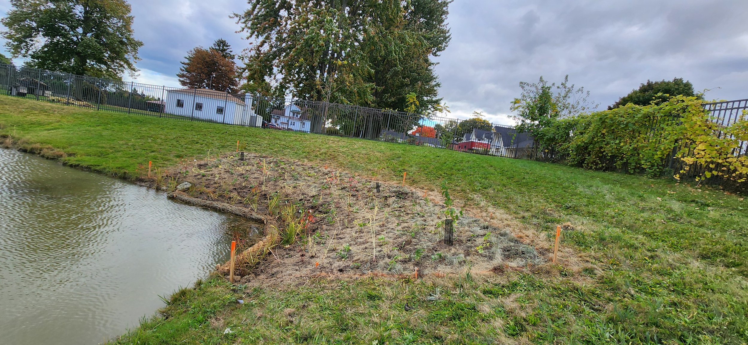 1st year planting to naturalized the pond edge.