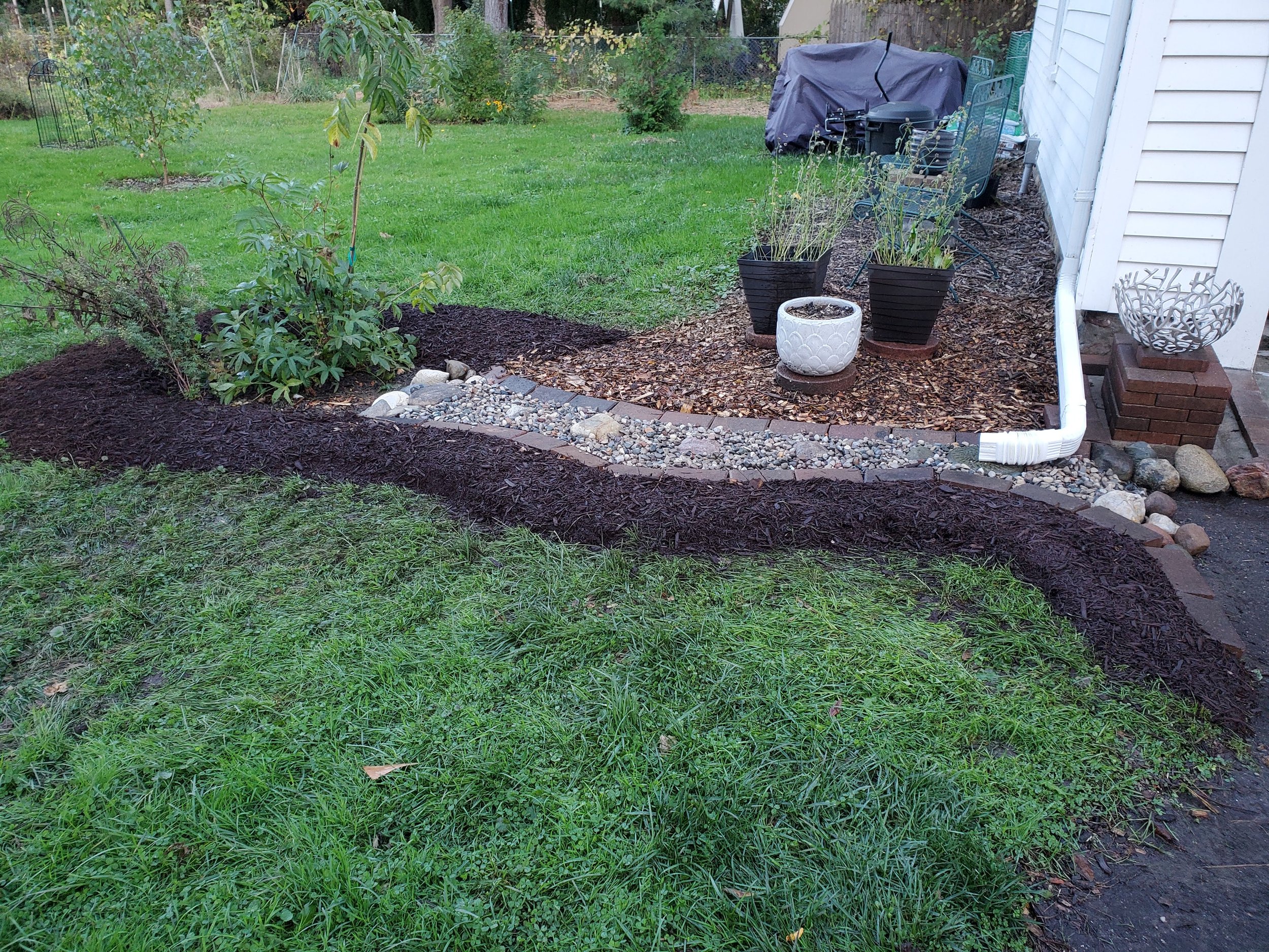 Rain garden 1st year