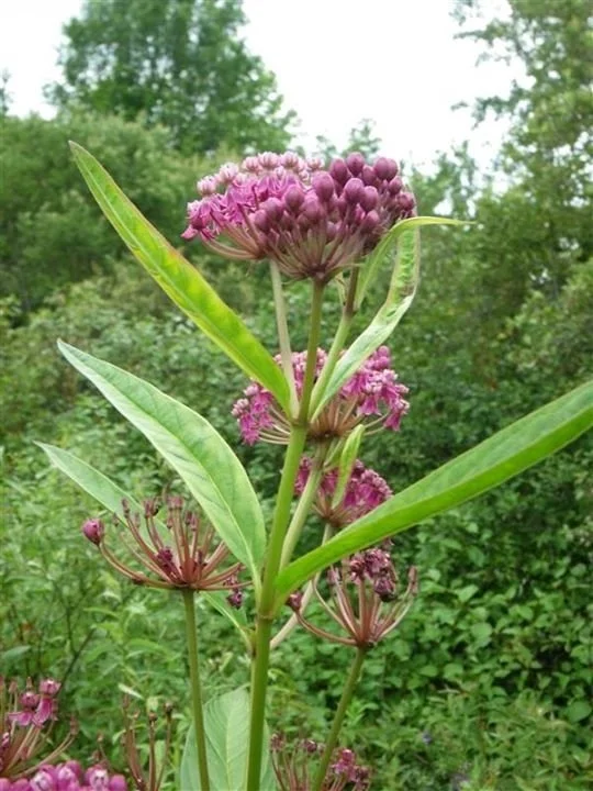 Michigan Native Plants, Trees, and Shrubs — Plants for Ecology