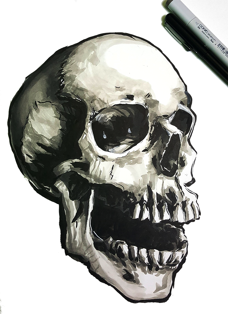 skull study.png