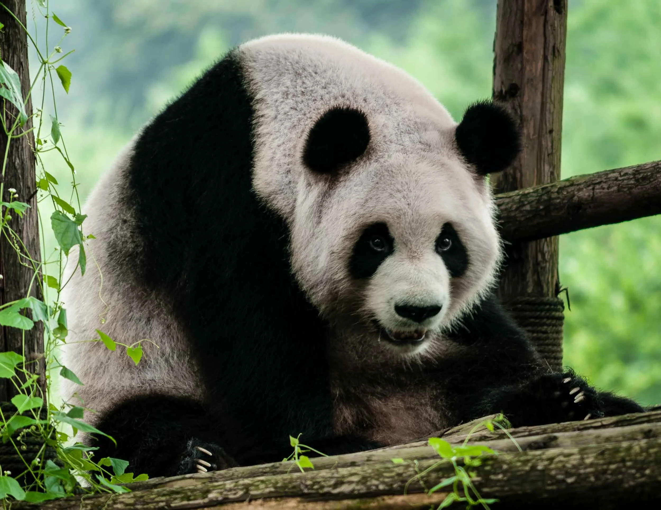 Giant Panda, Chengdu, China, 2009