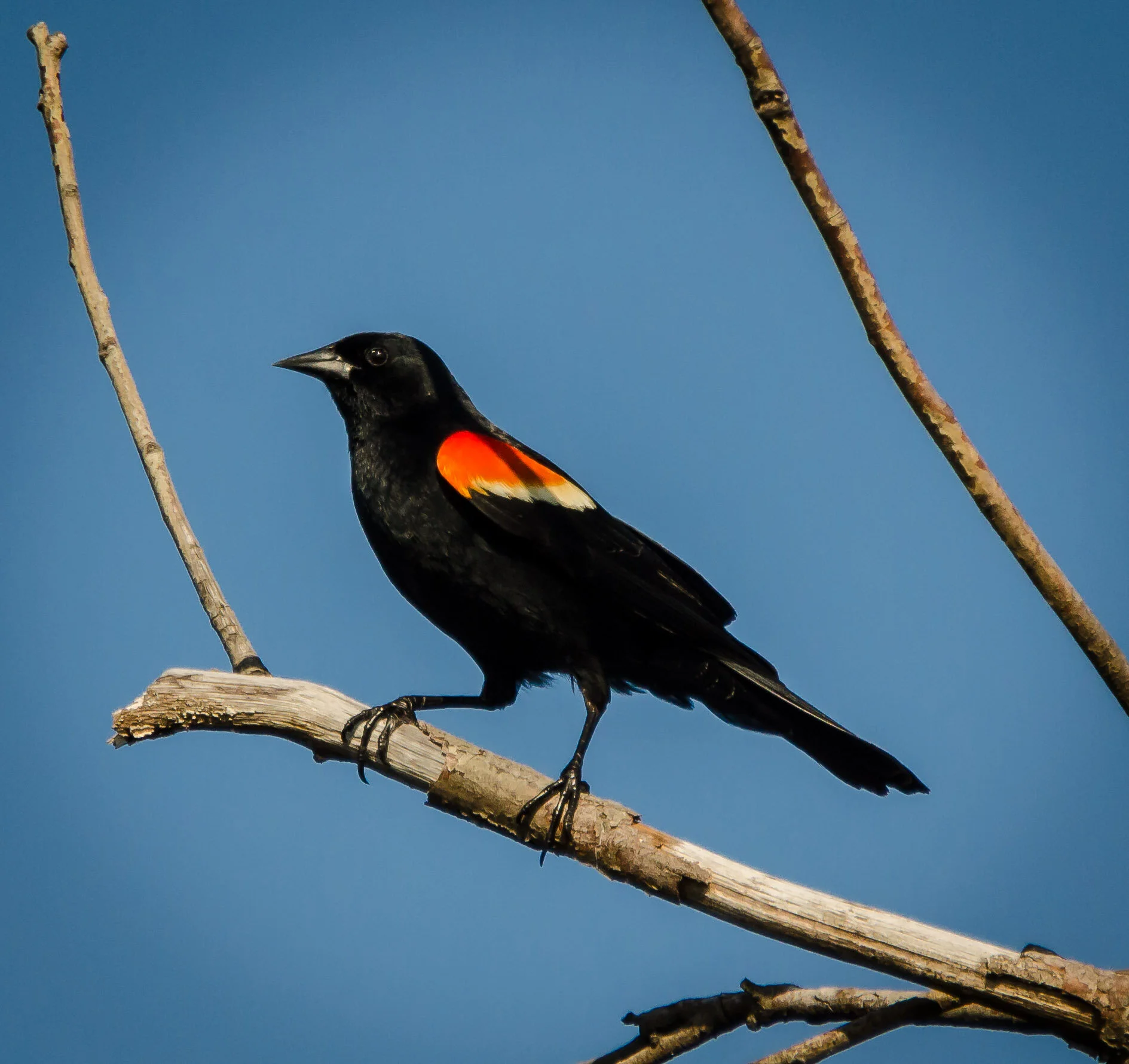 Red-winged Blackbird, Maryland, 2013