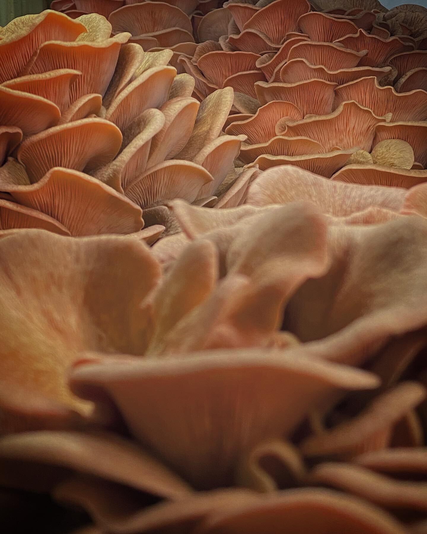 Fields (sort of) of Pleurotus djamor awaiting harvest for @northashevilletailgatemarket 
Supa fresh and ready for y&rsquo;all!
#pinkoystermushrooms #blacktrumpetfarm #mushroom