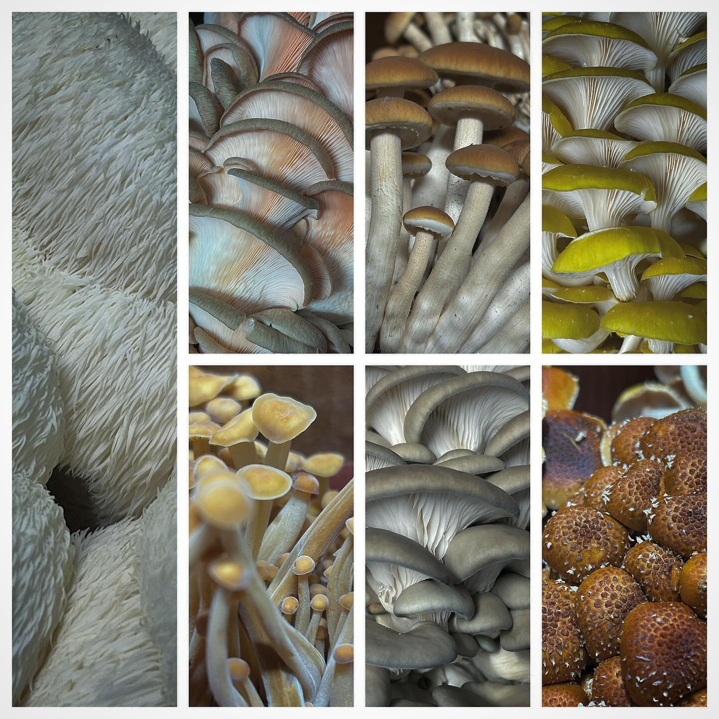Gang is all here!
Another big sunny day for  @radfarmersmarket on the durable astroturf green at @newbelgium_avl and we have allllll the mushrooms. 
Come say hi!