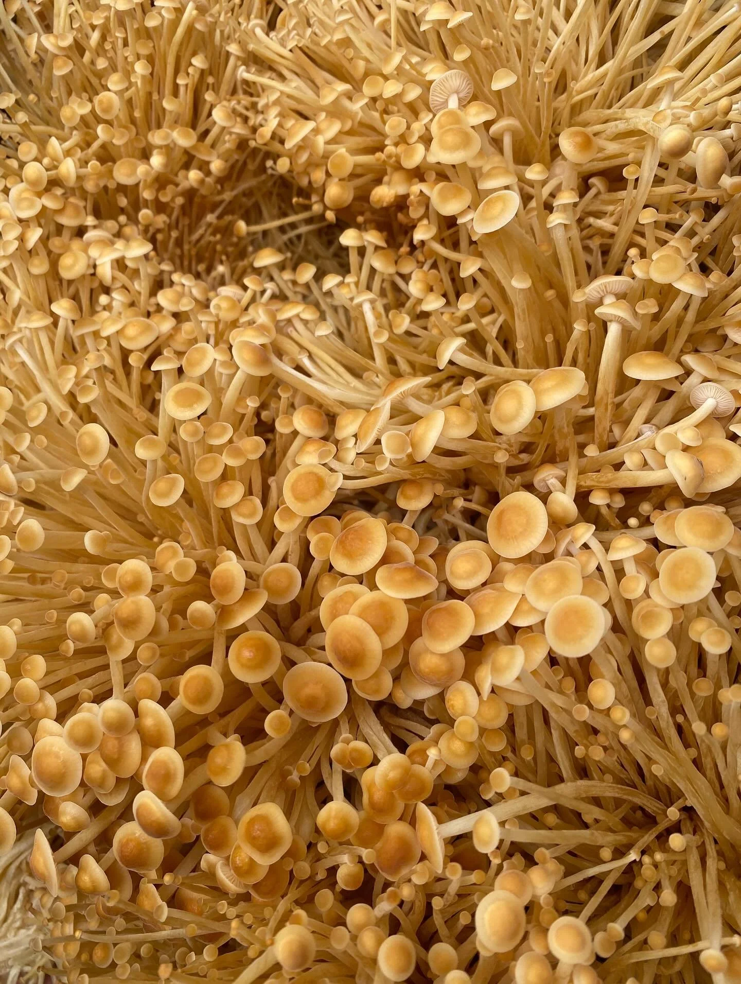 Golden emoji and the other mushies headed to @radfarmersmarket today from 3:00-6:00

#newbelium_avl #localfood #farmersmarket #mushroomfarm