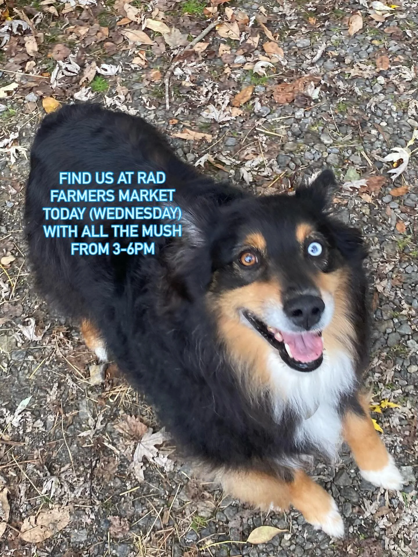 Find us @radfarmersmarket today with all the mush from 3-6pm!
#kodaisadog