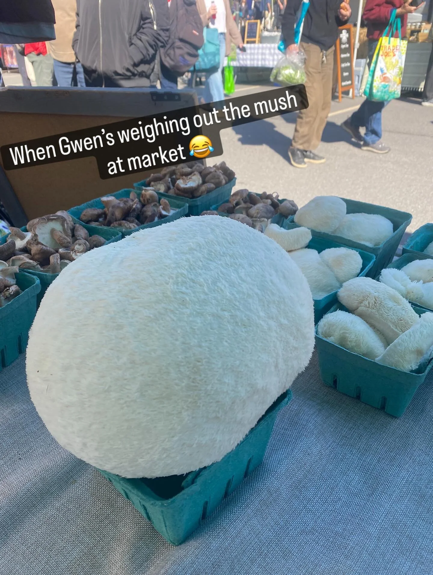 #farmersmarkets #mushroomfarm #lionsmane