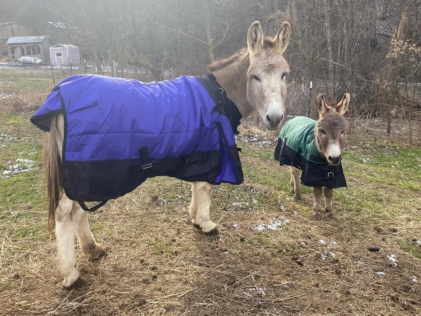Another moment of gratitude for 2025 - Big Donkey Duncan finally allowed me to put a blanket on him! It&rsquo;s been 8 years of building trust but he will now mostly stand for the farrier and allows vet work. Hopefully Wren can ride him around in ano