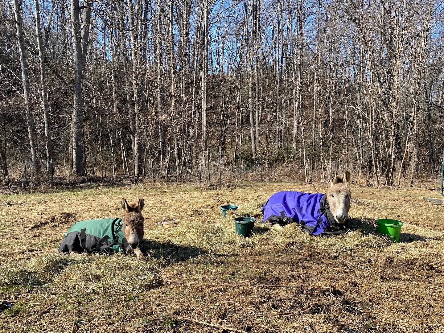 I know we&rsquo;re technically a mush farm but perhaps I should have been a donk farmer instead. Lookit these sun dawgs