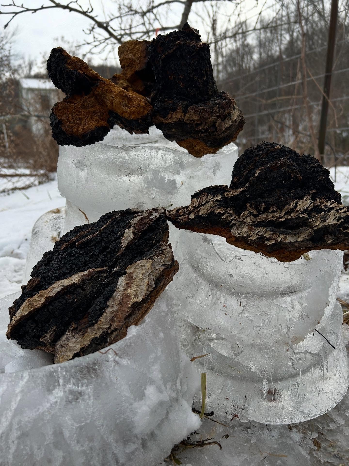 Getting some magical Chaga ready for tincturing! Fun fact: this is the only mushroom that we dont grow at the farm. We source it from a friend in NH who did his Master's thesis on sustainable Chaga harvest and forest management. Although Chaga does g