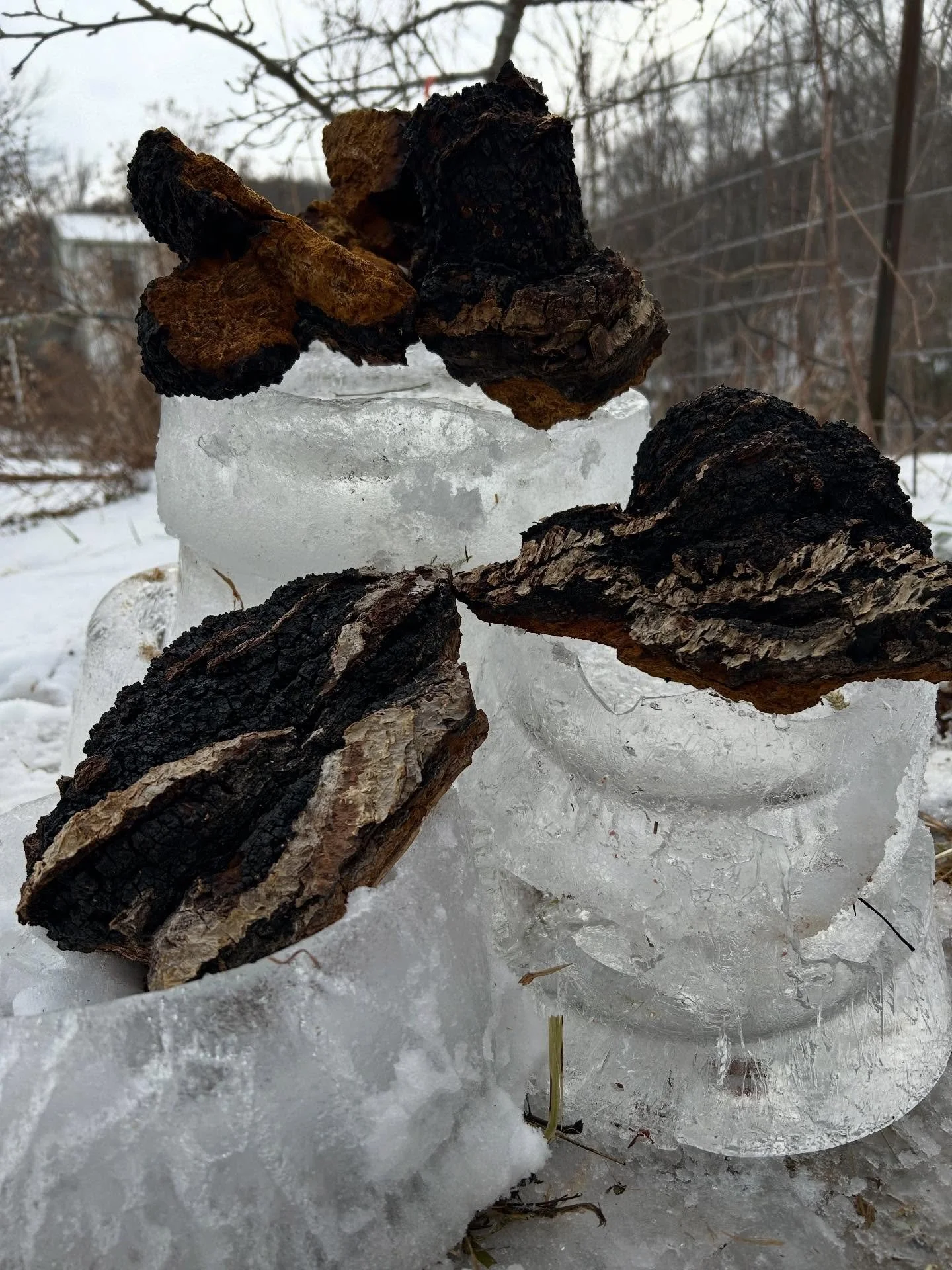 Getting some magical Chaga ready for tincturing! Fun fact: this is the only mushroom that we dont grow at the farm. We source it from a friend in NH who did his Master's thesis on sustainable Chaga harvest and forest management. Although Chaga does g