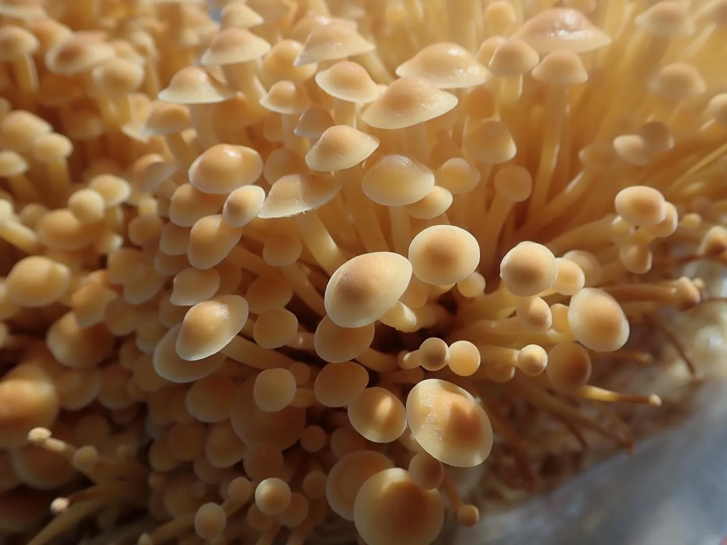 Ernie took some gorgepus photos of the Golden Enoki. Highly under rated variety in in my opinion. I love them in soups or just fried up on top of a rice bow!

#mushroomfarm #goldenenoki #harvest #asheville #localfood