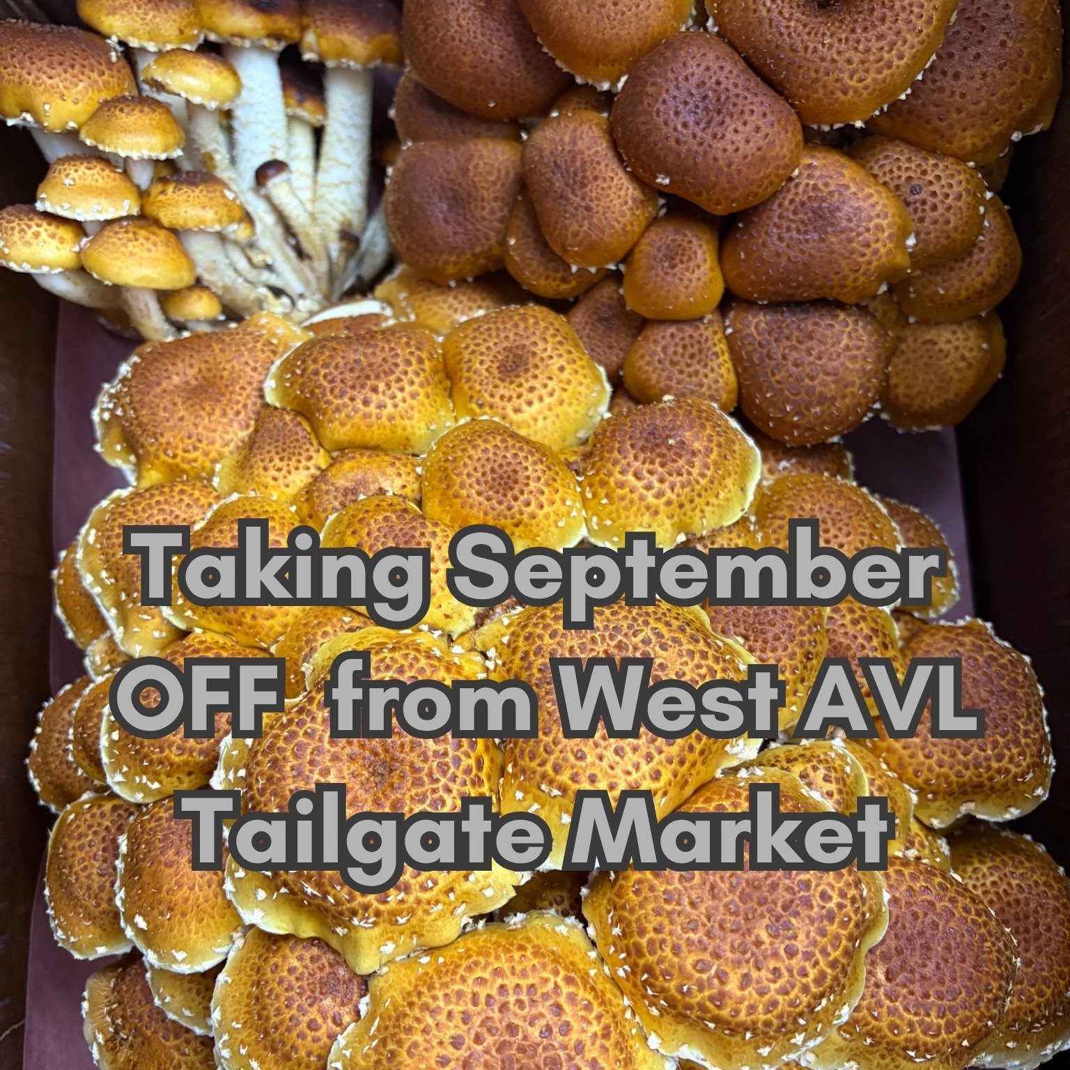 Hey friends! We've taking a brief pause from vending @westashevilletailgate in Sept. so that our crew could take some vacation time. We'll be back on October 6th!

We will still be vending at RAD and North AVL Tailgate markets in September.
