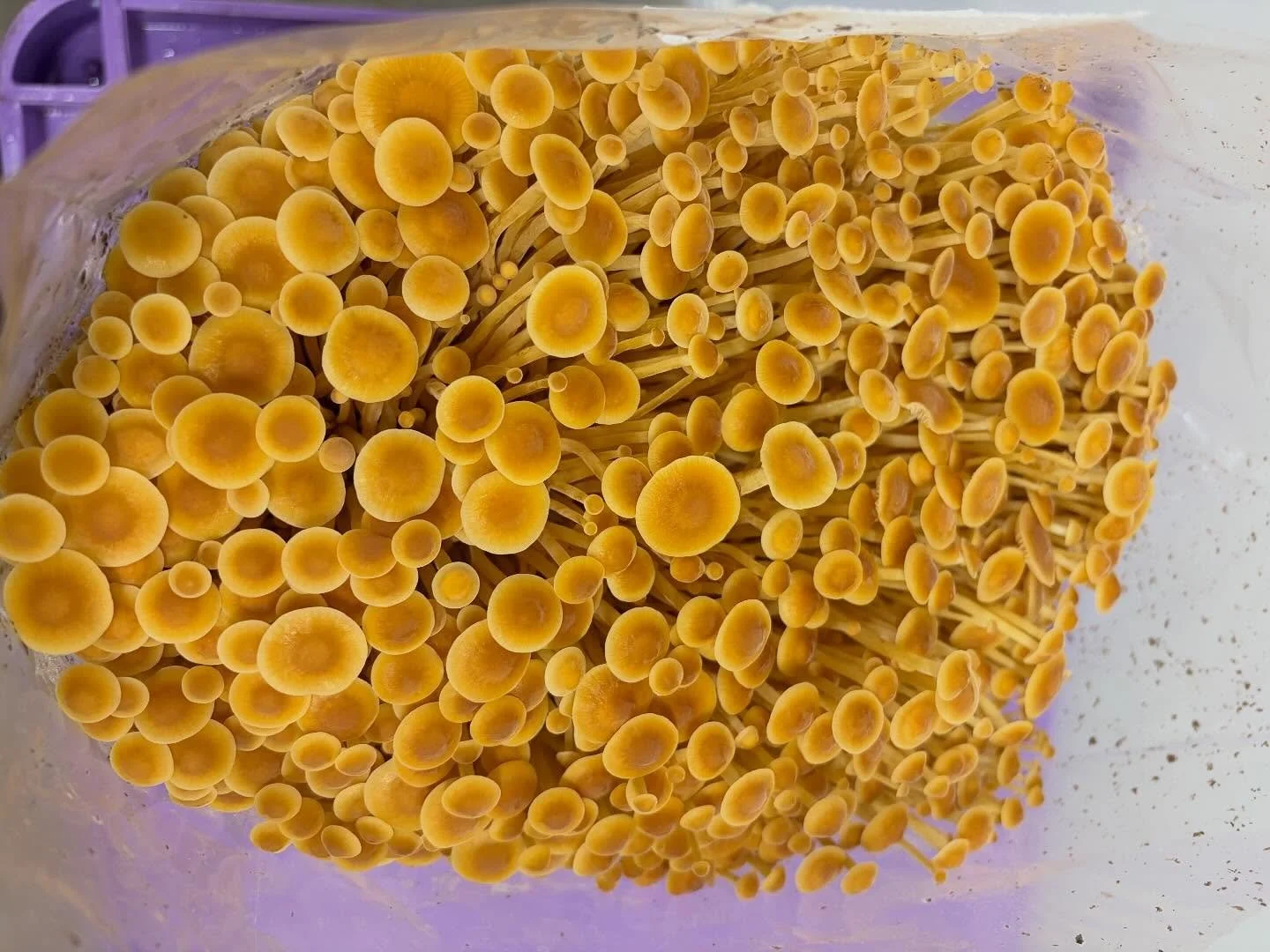 Improving yields on these tasty Golden Enoki. Gettin ready for soup season!