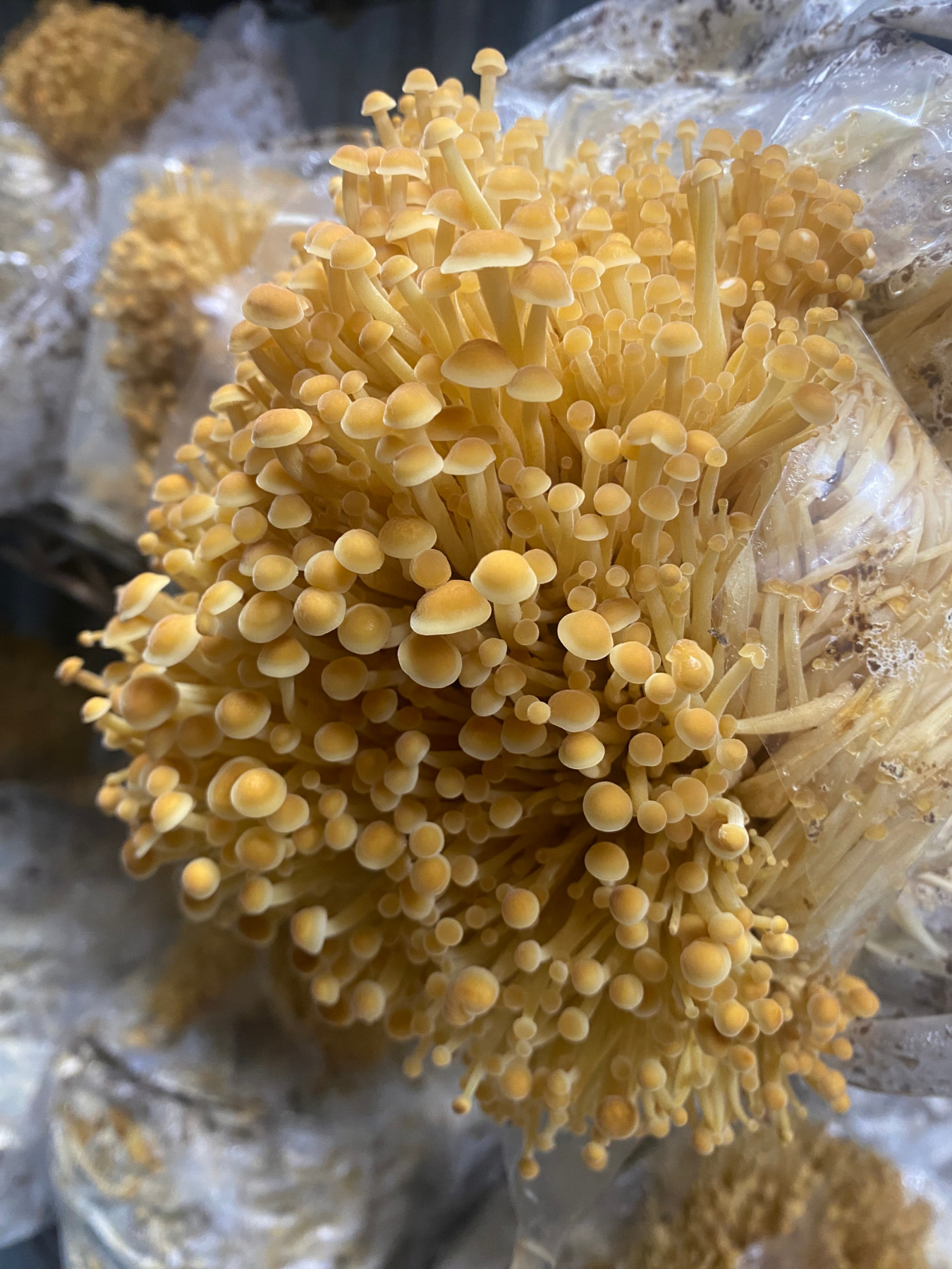 Close up of healthy enoki mushrooms with bundles of enoki packaged in plastic in the background, creating an abundant view of Black Trumpet Farm's collection.