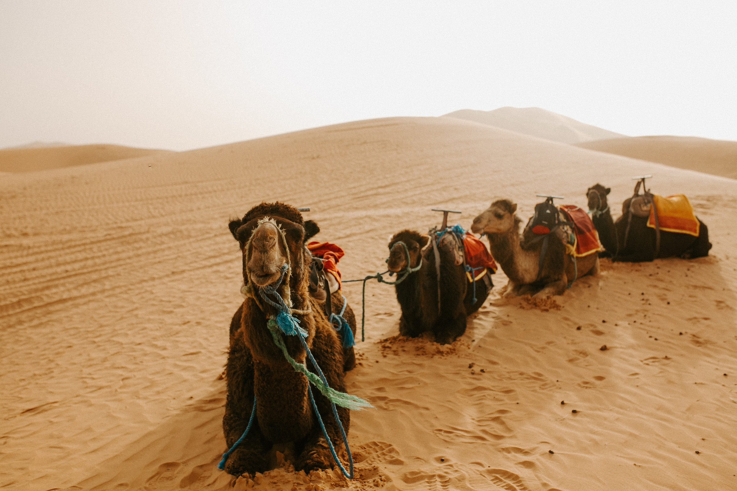 pinkfeatherphotography-sahara (3 of 23).jpg