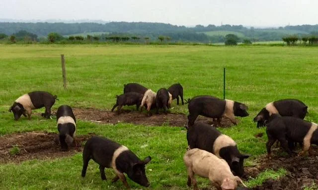 pigs.jpg