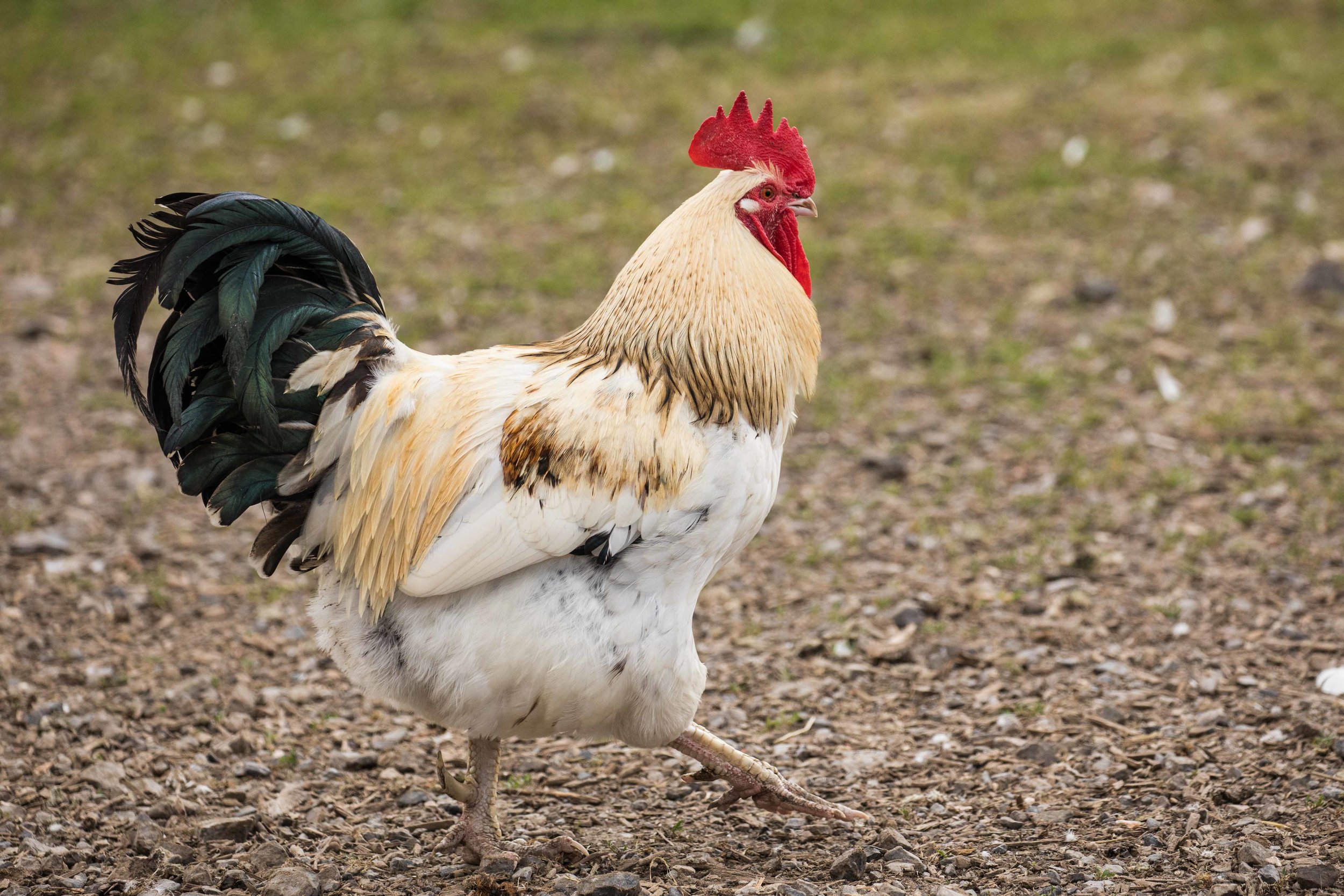 Goose (27 of 28).jpg