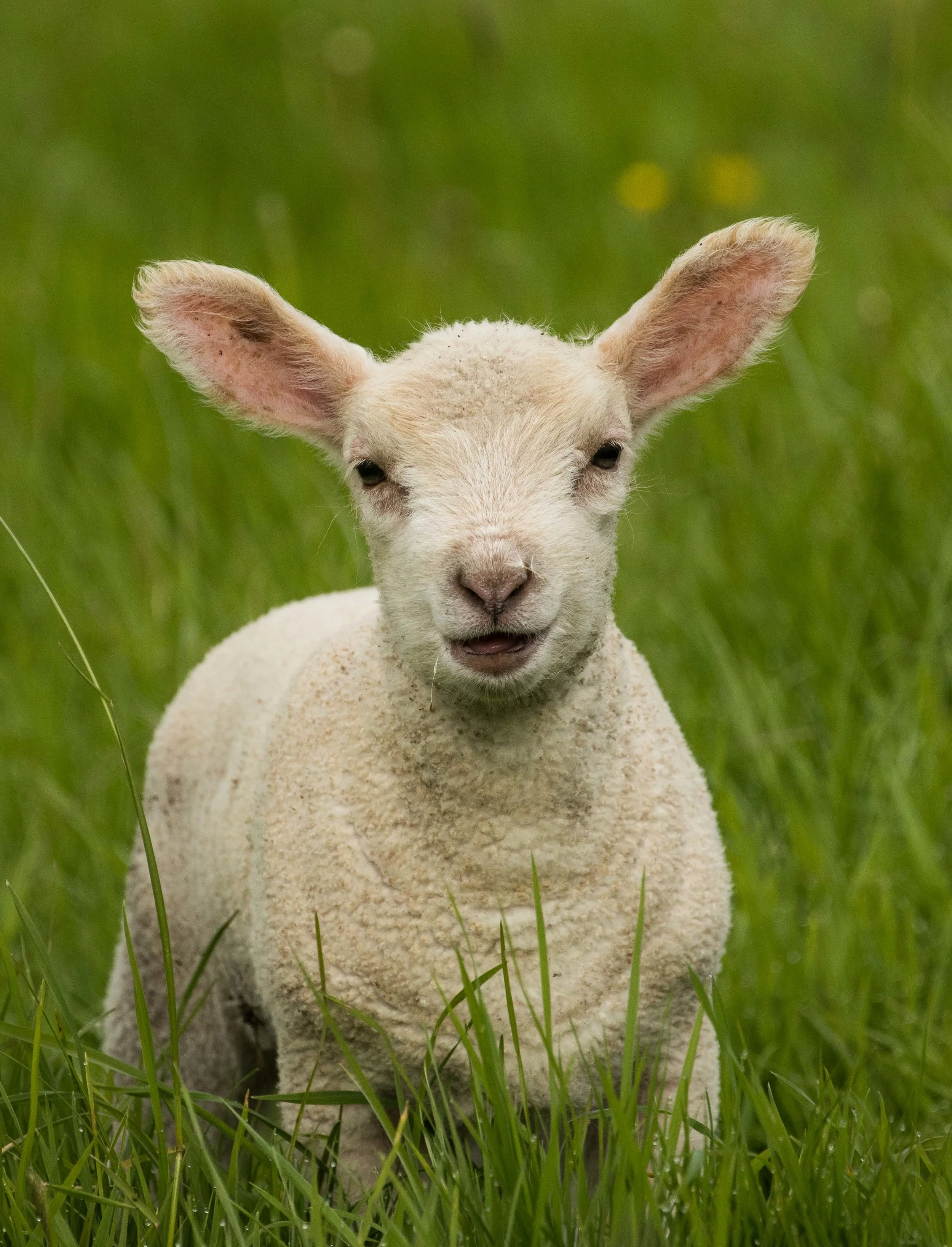 Goose (18 of 28).jpg