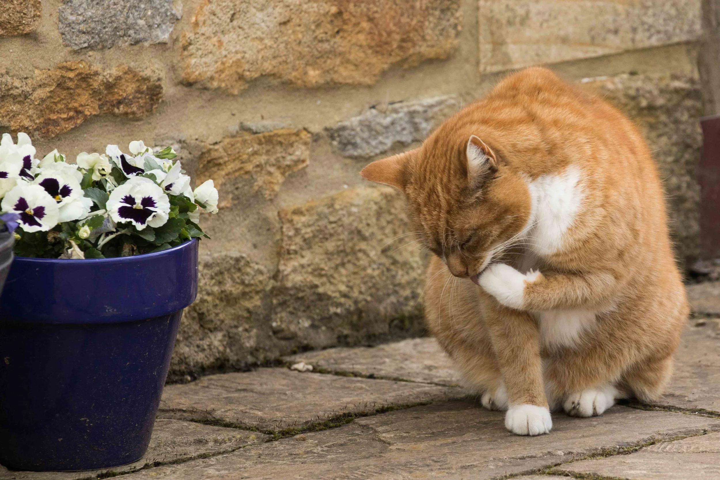 Goose (14 of 28).jpg