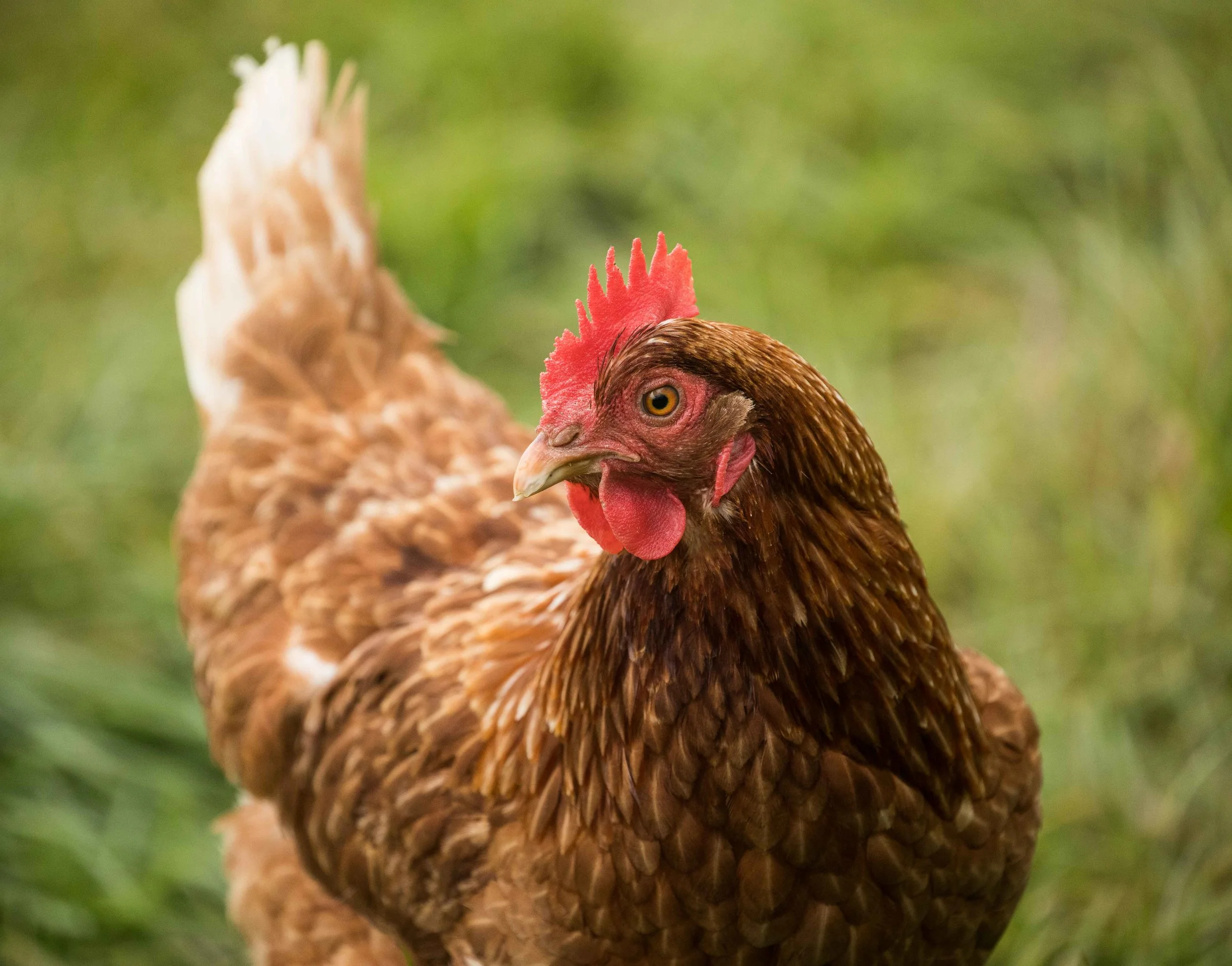 Goose (13 of 28).jpg