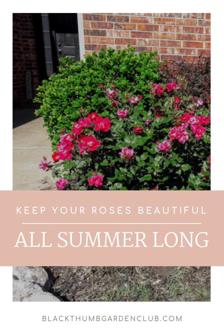 Do Roses Bloom All Summer How To Look After Roses In Summer | The