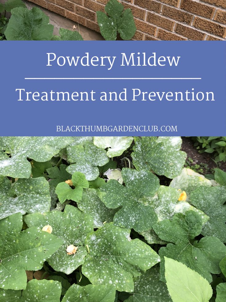 Powdery Mildew And How To Save Your