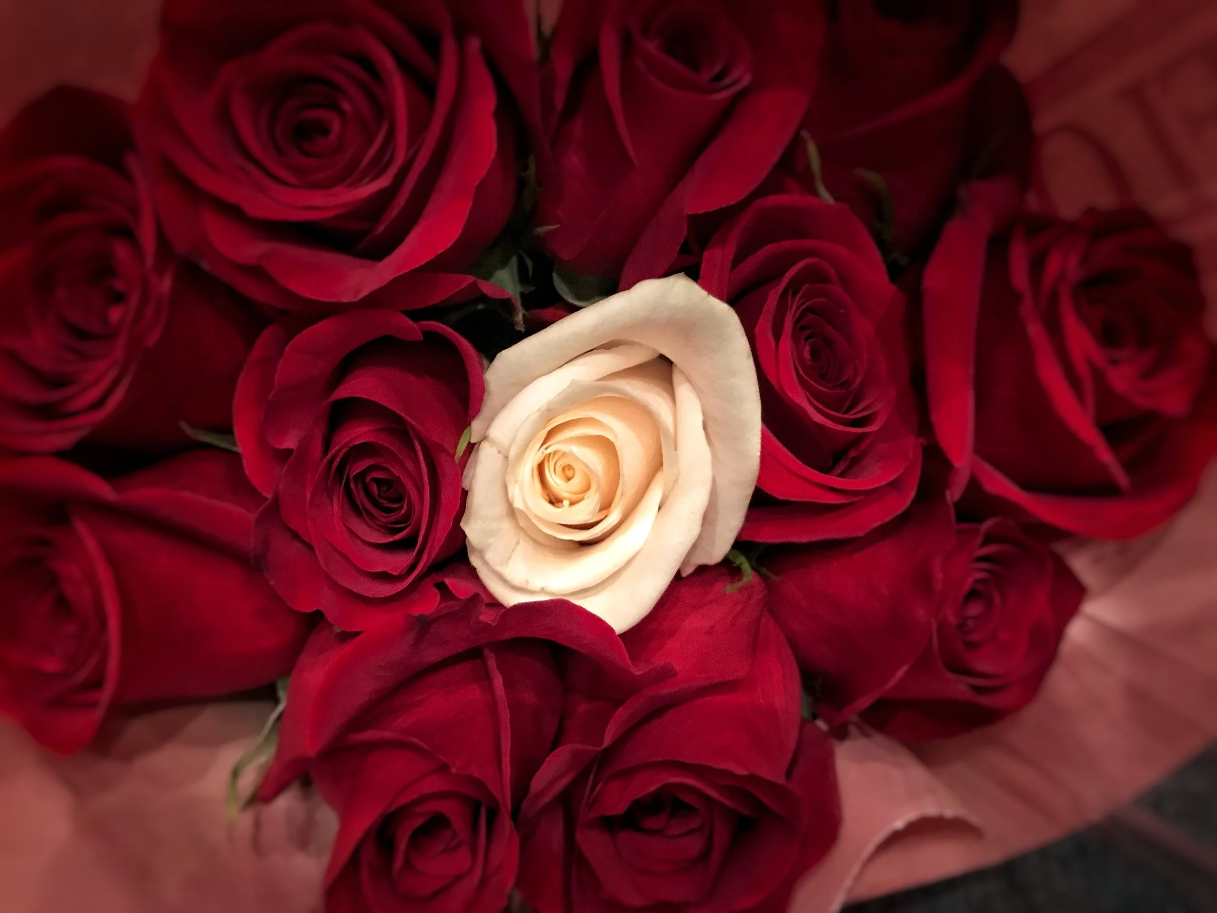 The White Rose Jason R Crawford