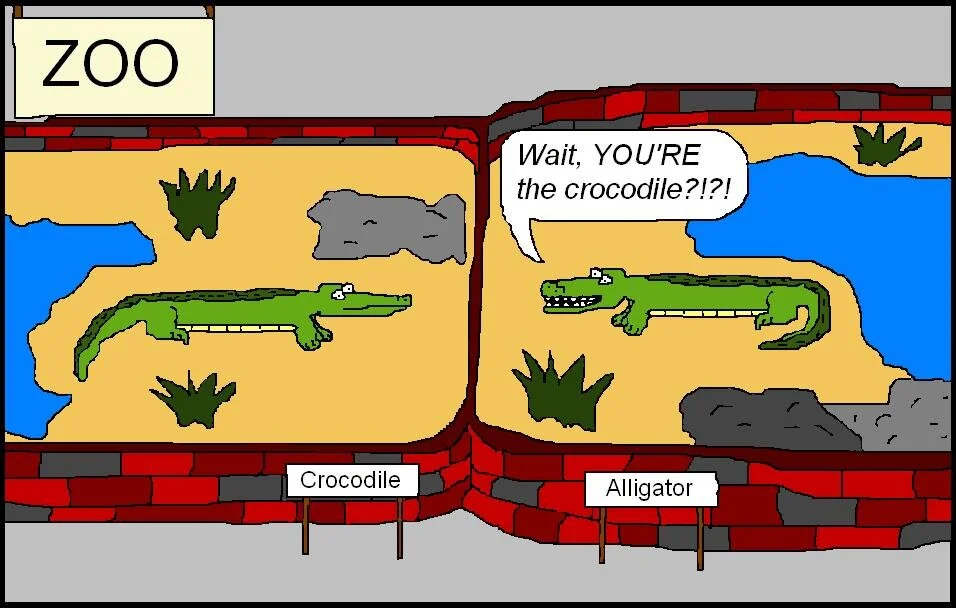 Crocodile Cartoon.JPG