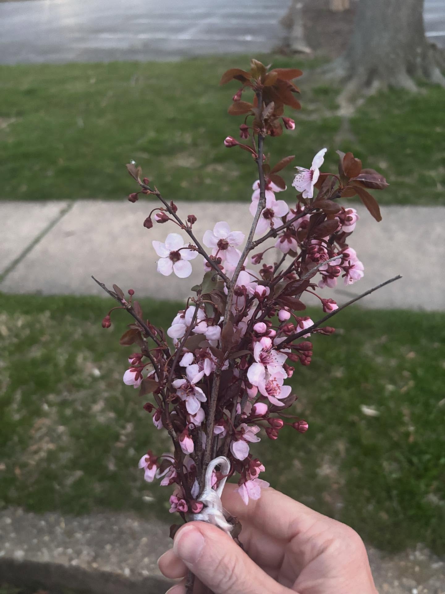 Adorable child gave me this bouquet of cherry blossoms at a school visit.