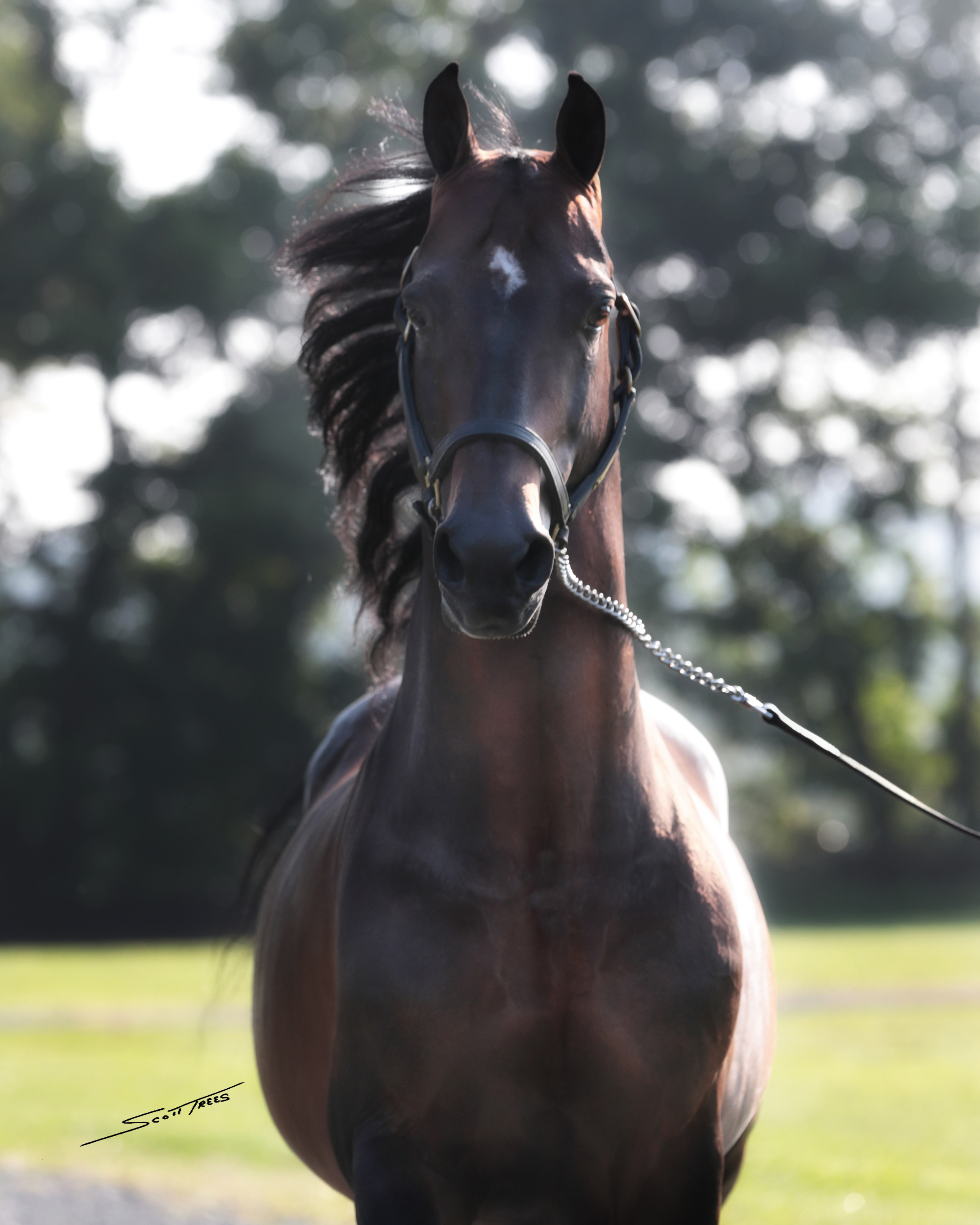 Bmoor-717-245 v2astro.JPG