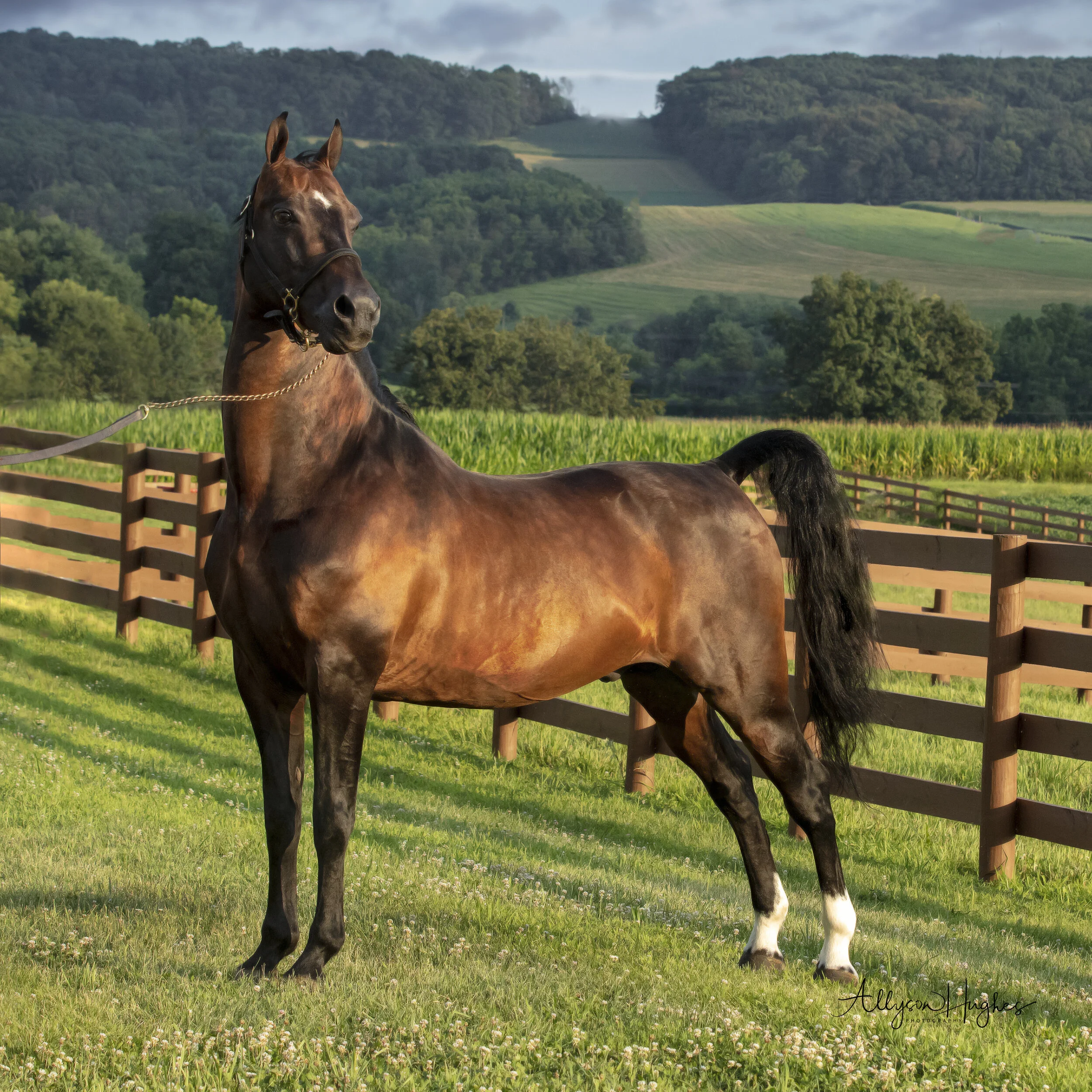 Broadmoor_Astro Body_.jpg