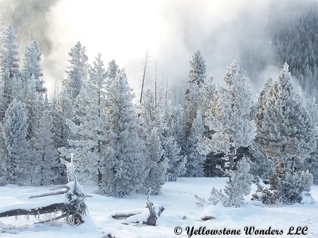 Some years you don&rsquo;t have to wait until December to enjoy winter in Yellowstone. Artist Paintpots on October 24, 2019 at -5F. More snow since then and forecasted temps close to or below zero the next few mornings!

Click the web site link in ou