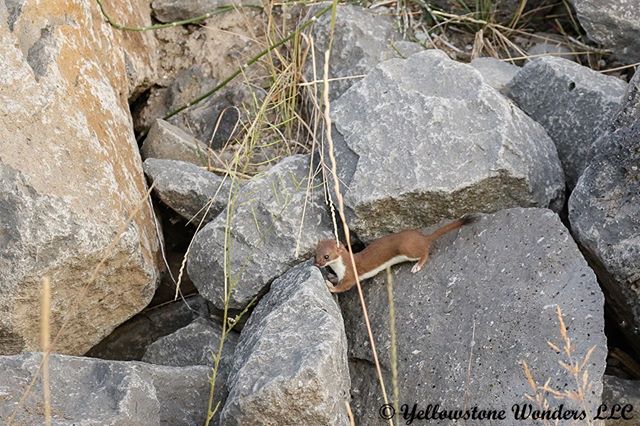 This Short-tailed Weasel appeared in the rocks behind us while we were photographing the porcupine posted earlier. The weasel still has its summer coloring but once winter arrives, its fur will turn all white except for the black tip on the tail. Tha