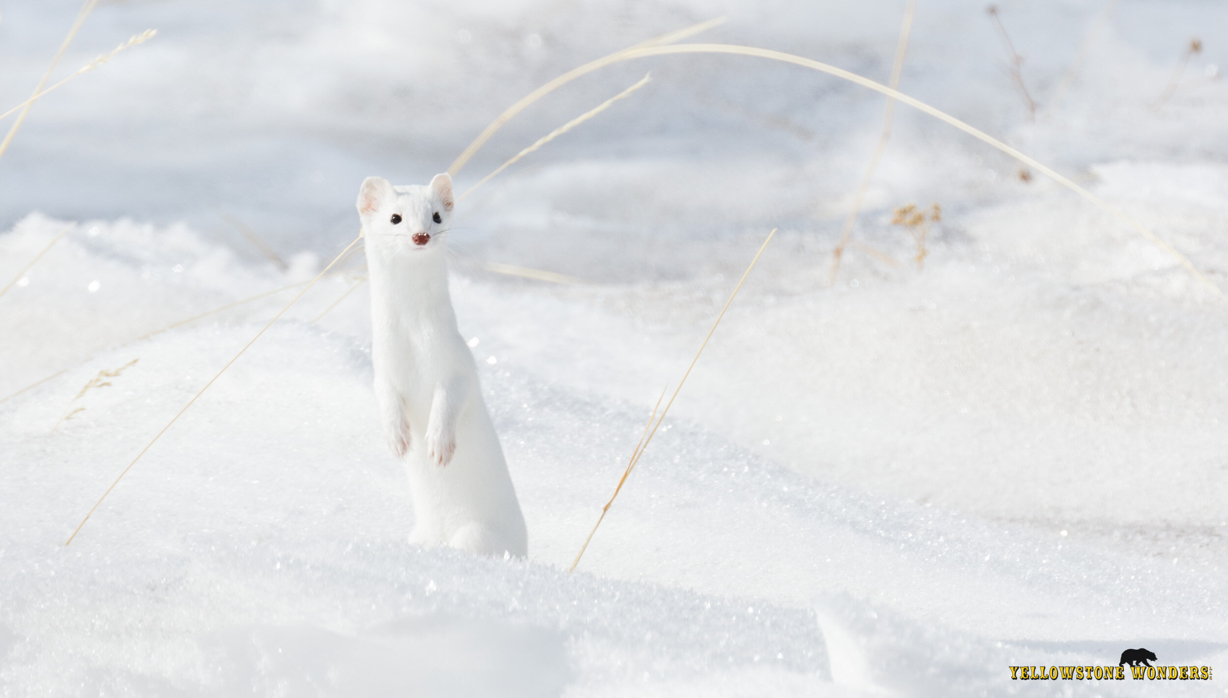 2016_ermine_0006_wm.jpg