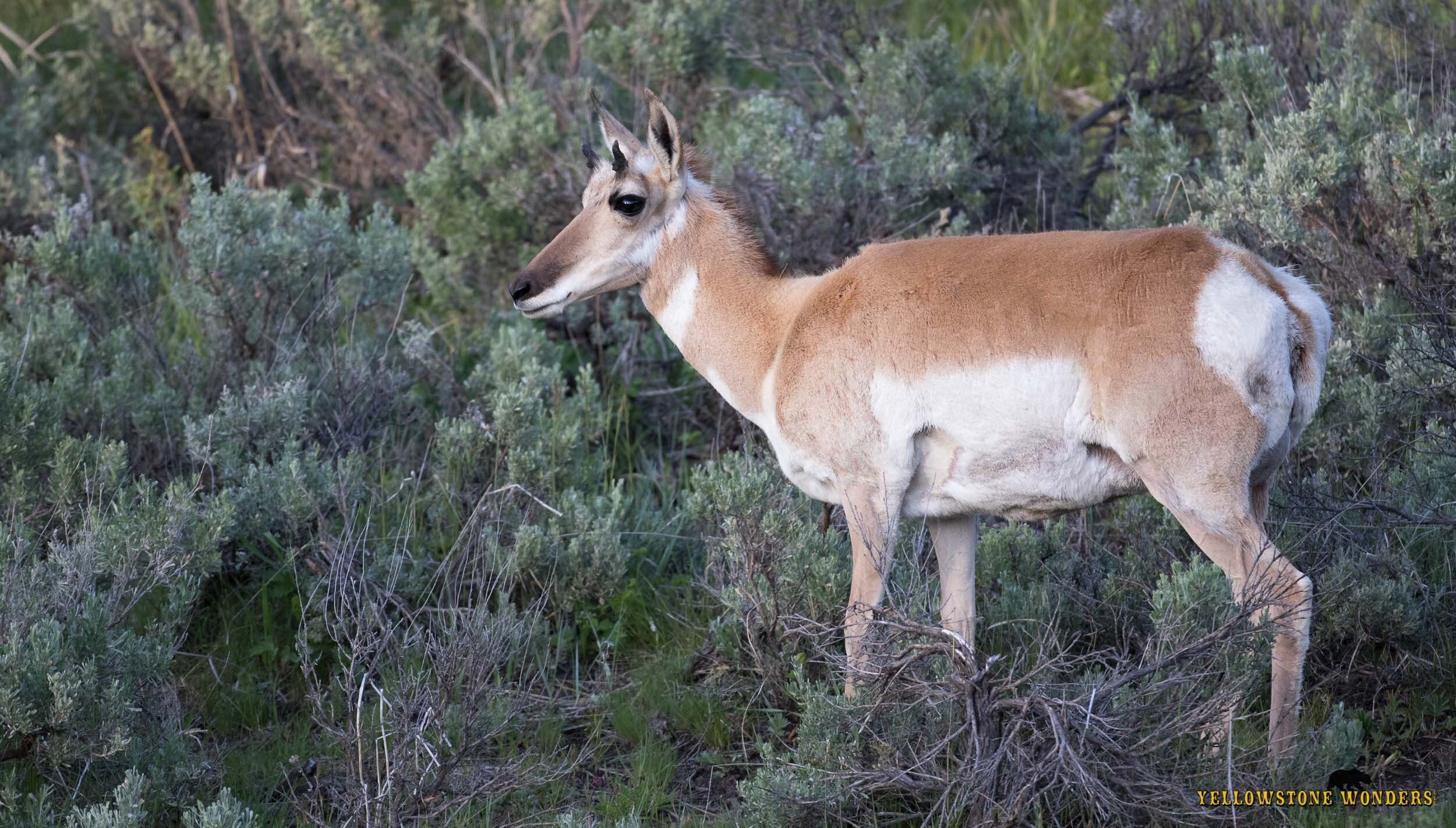 Yellowstone Wonders LLC