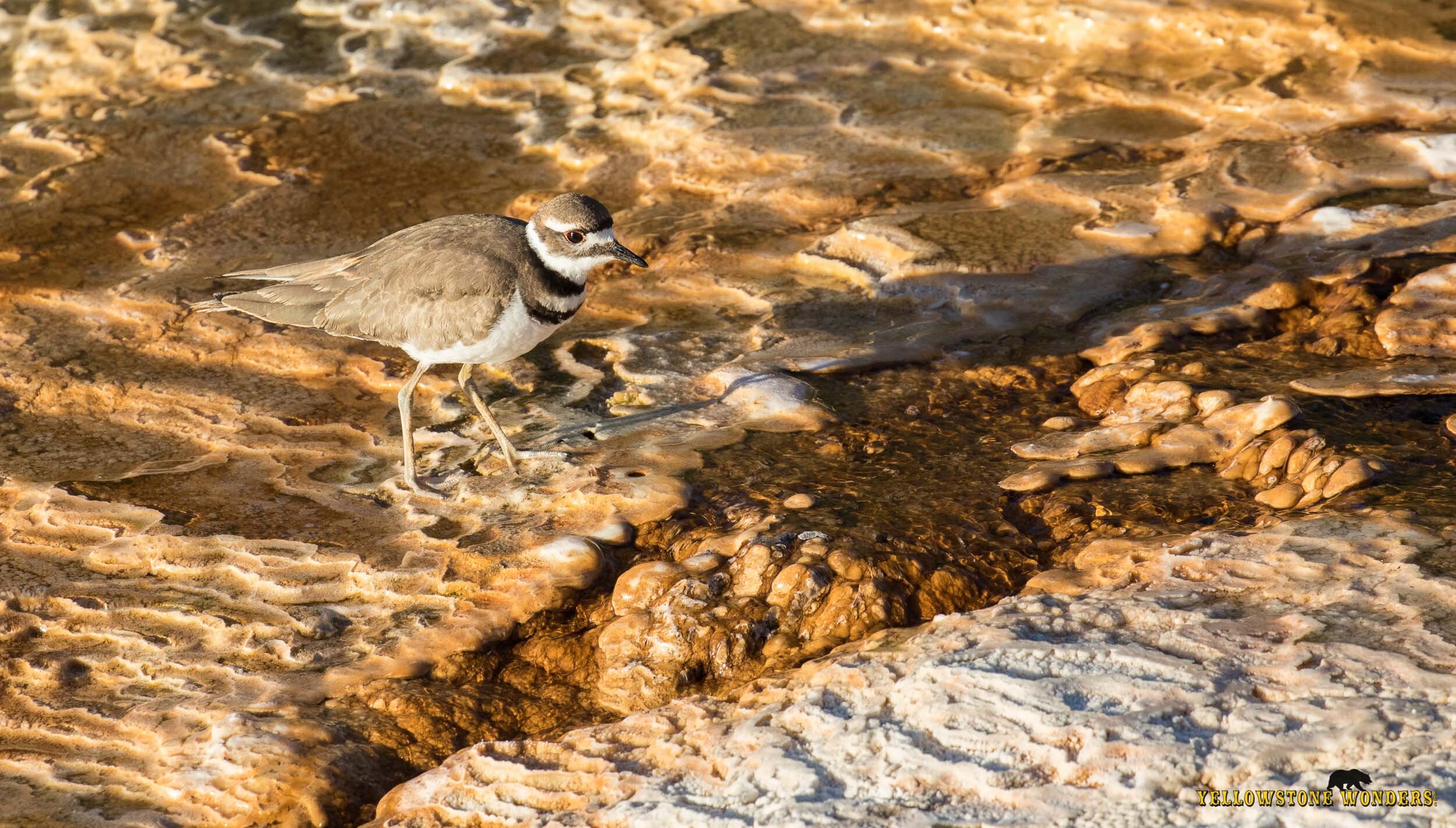 2016_killdeer_0042_wm.jpg