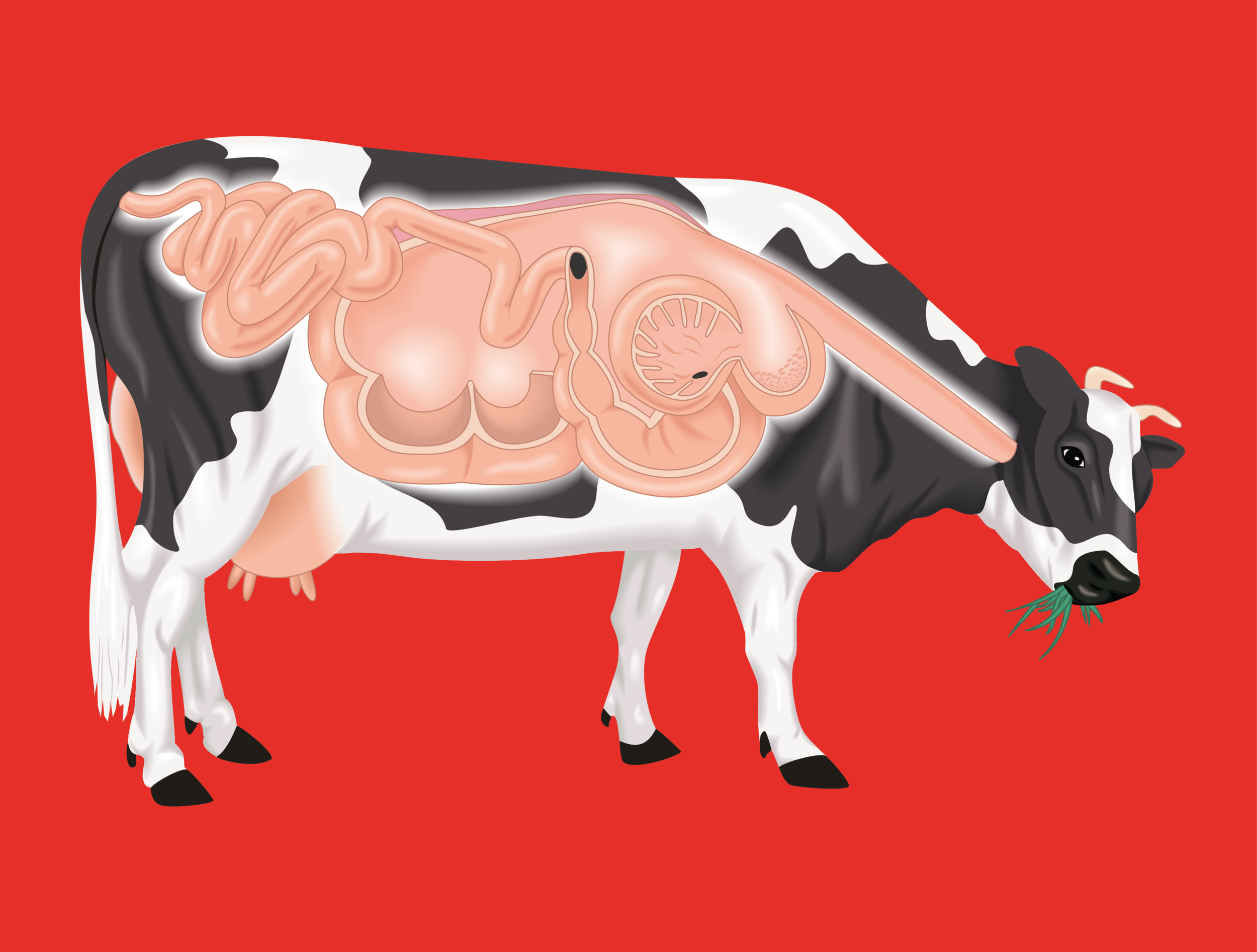 MEDICAL COW DIGESTION ILLUSTRATION