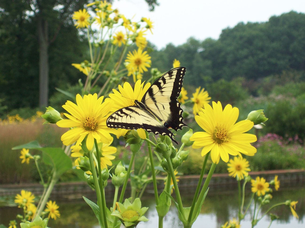 Holden Arboretum Butterfly Garden.png
