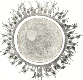 The human ovum contains all the potential information necessary to grow each individual into adulthood. 