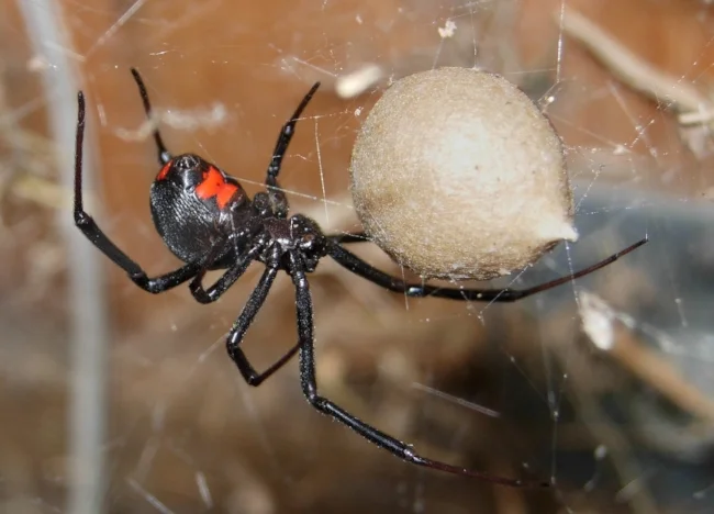 Black widows are shiny black spiders with a red hourglass on the abdomen.