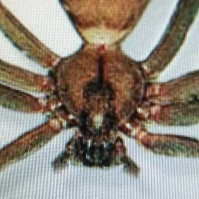 A brown recluse is nothing to 'fiddle' with. Here is a close-up of the distinctive marking.