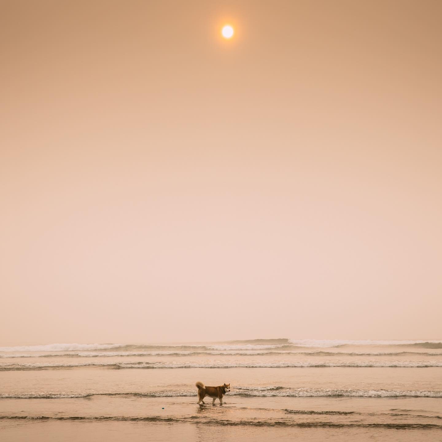 We&rsquo;re on the coast, Wolfie, Nooka and I. We left the city a few days ago, weary in body and heart, when the air index dipped towards hazardous and our baby started coughing in the night. We have the enormous privilege of having a place to go&md