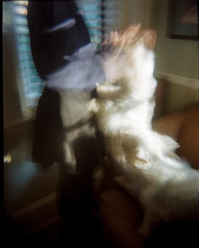 Bea playing with the dogs