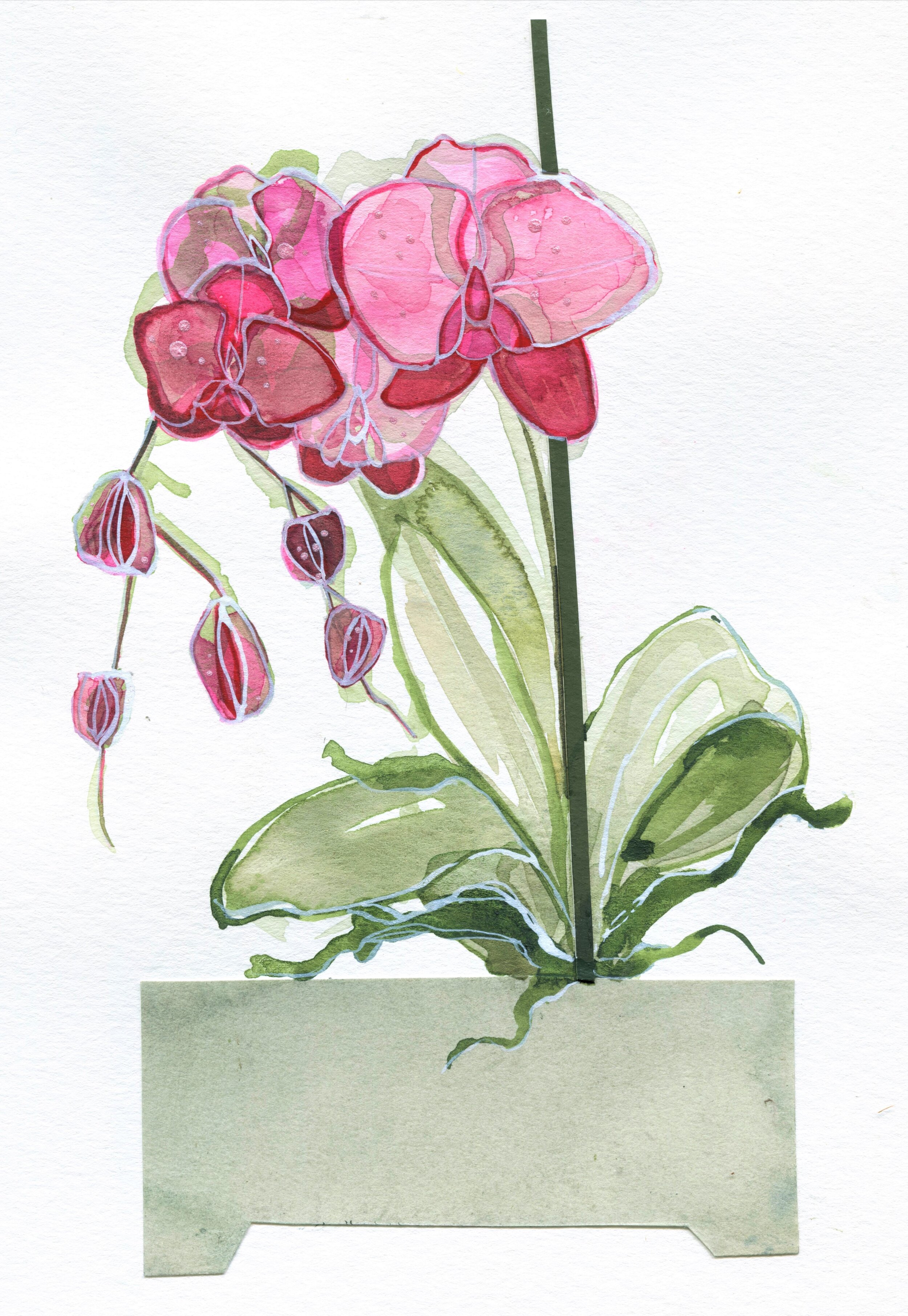 ORCHID STUDY #1