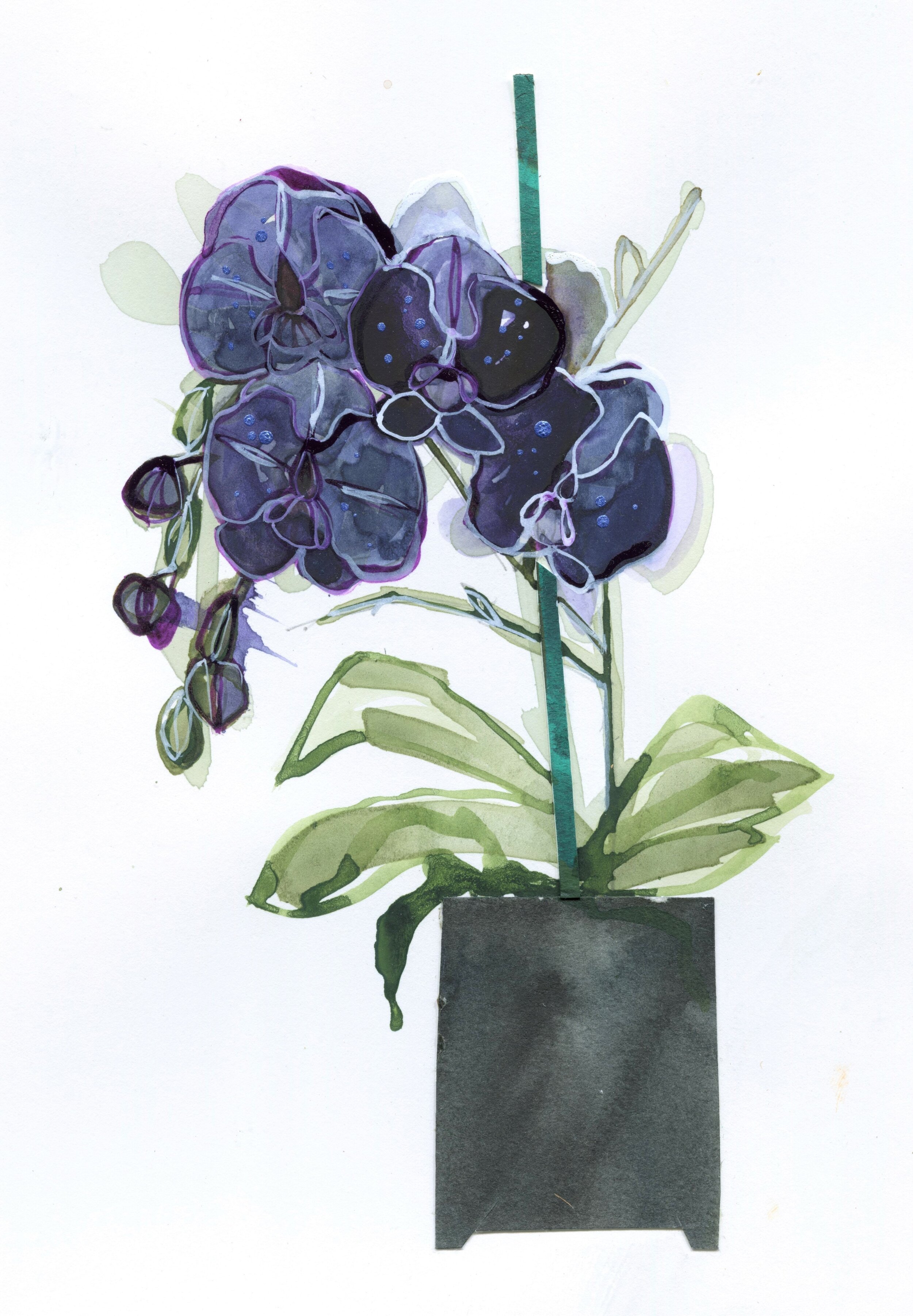 ORCHID STUDY #2