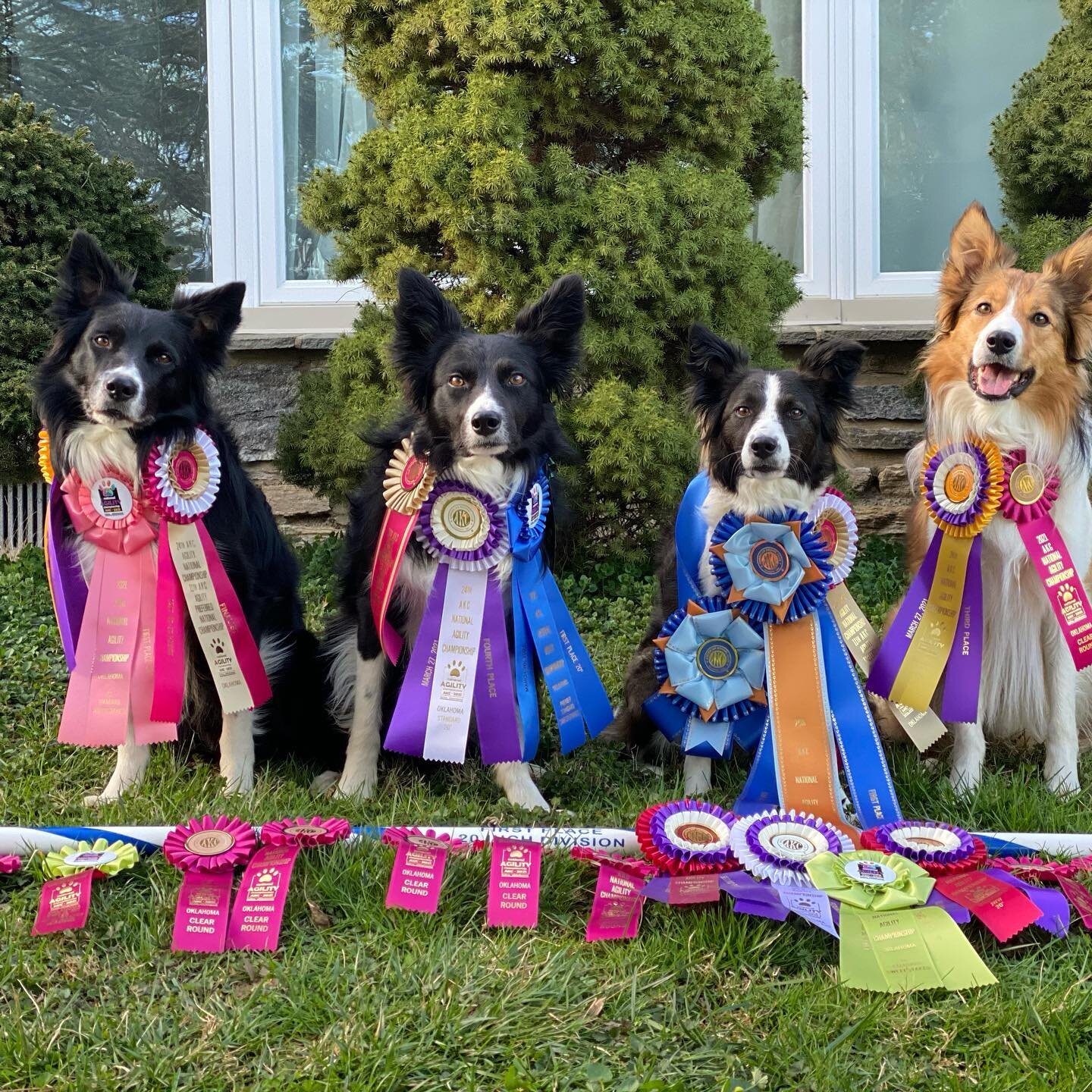 UnitedDog&rsquo;s and their loot from the 2021 AKC National Agility Championship! Congrats Jessica and National Champion Hallelujah!