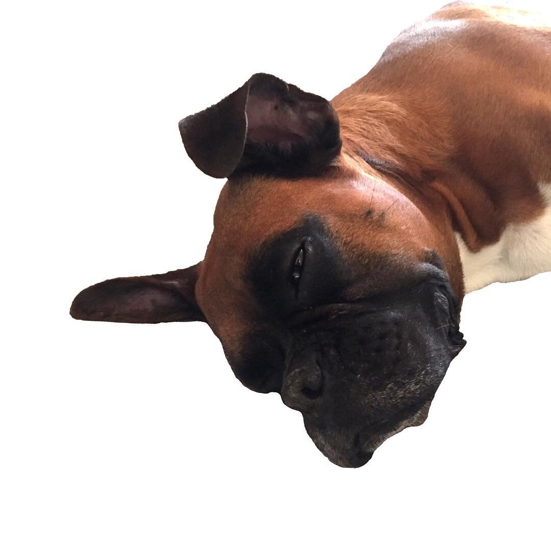 Trump wants his own military parade. Wake me up when there's a dog parade, where everyone is welcome. .
.
.
#boxer #boxerpuppy #dog#doggie #doggy #dogsofinstagram #pup #puppy #puppies #boxerlove #dogslife #trump #trumpnews #militaryparade #news #amer