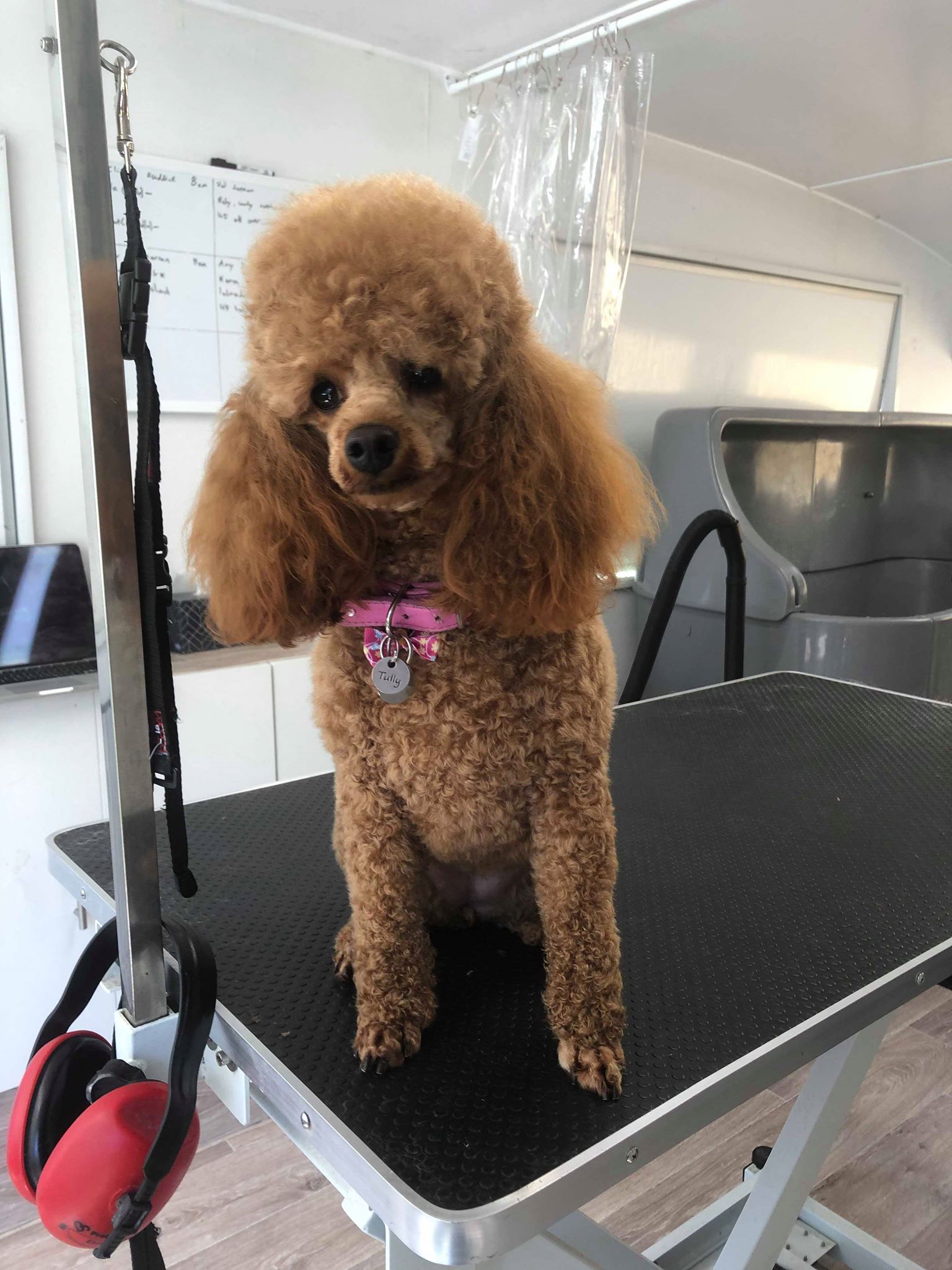 Fluffy Mutt Grooming