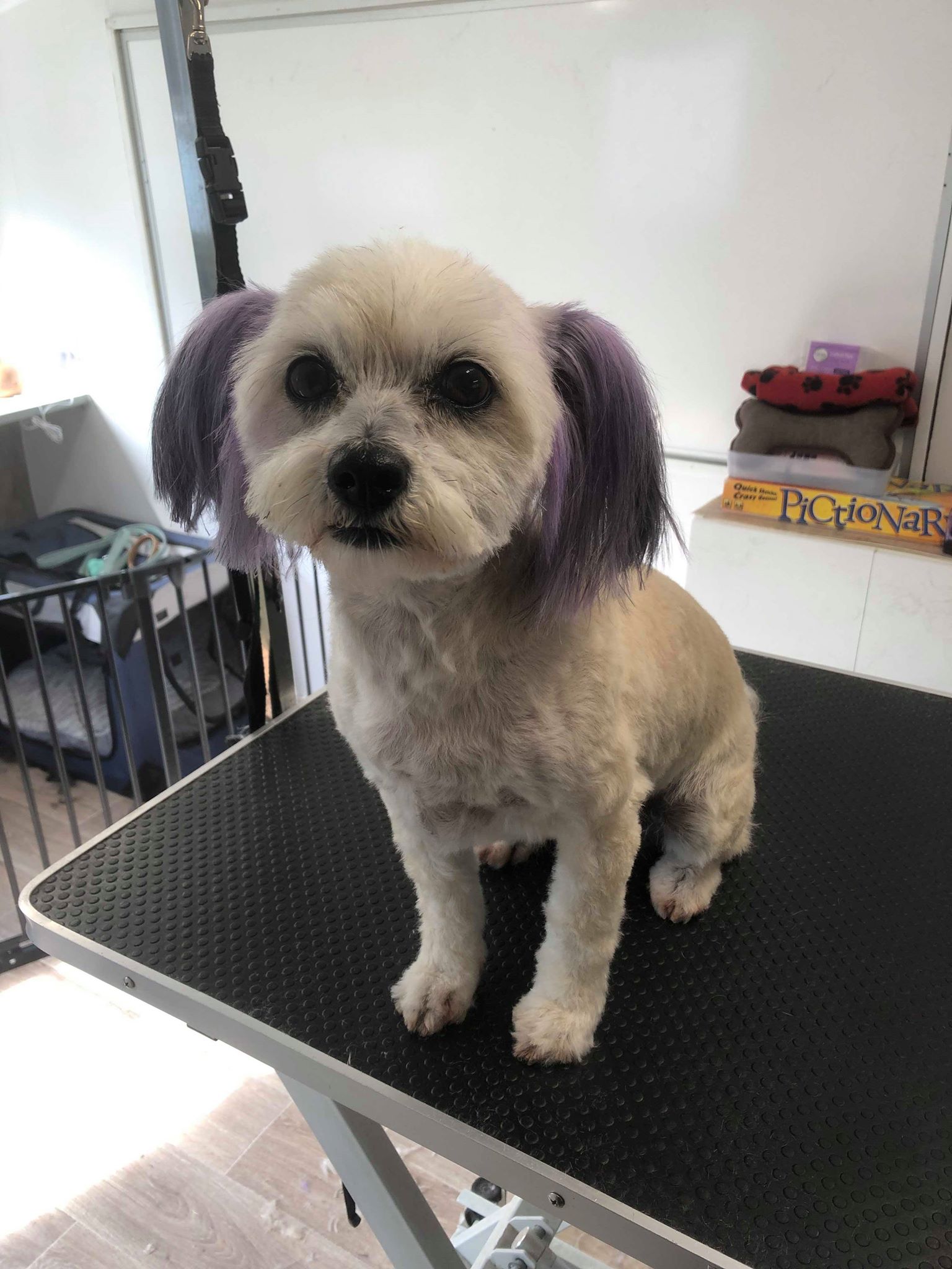 Fluffy Mutt Grooming